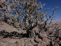 Aloysia deserticola