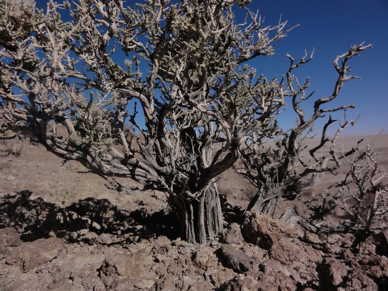 Aloysia deserticola