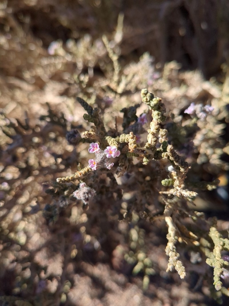 Aloysia deserticola photo 2