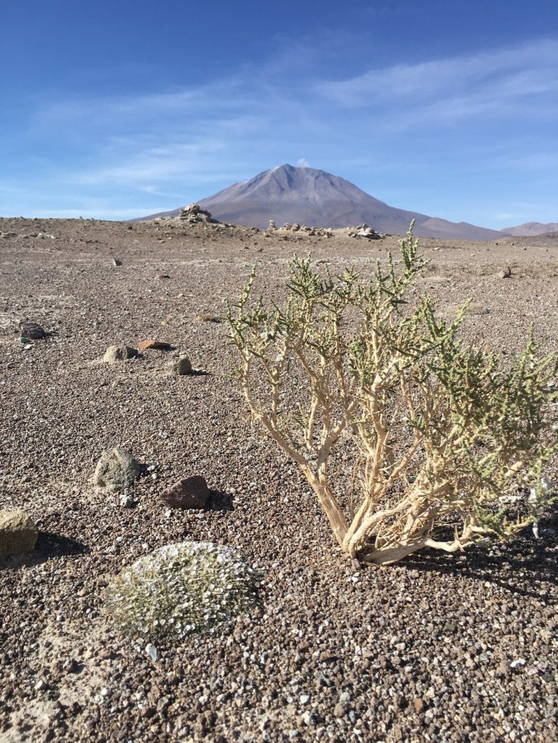Aloysia deserticola photo 3