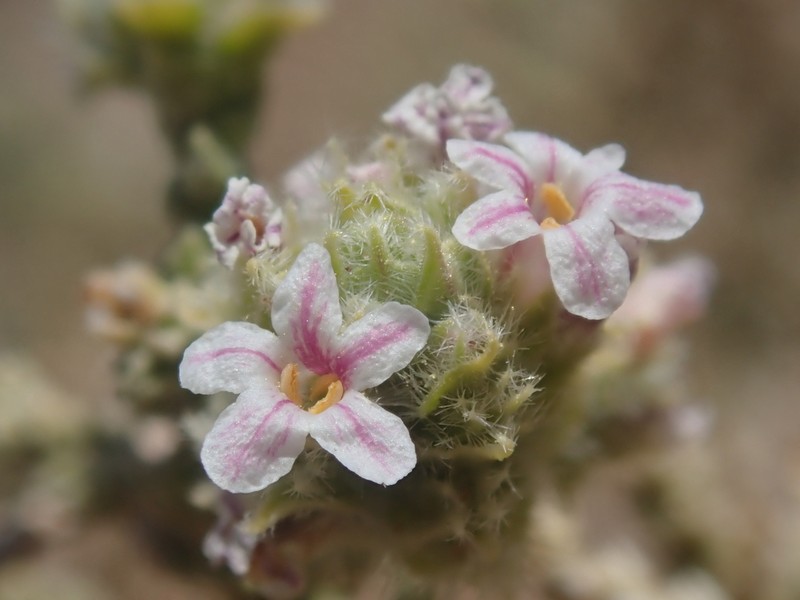 Aloysia deserticola photo 4