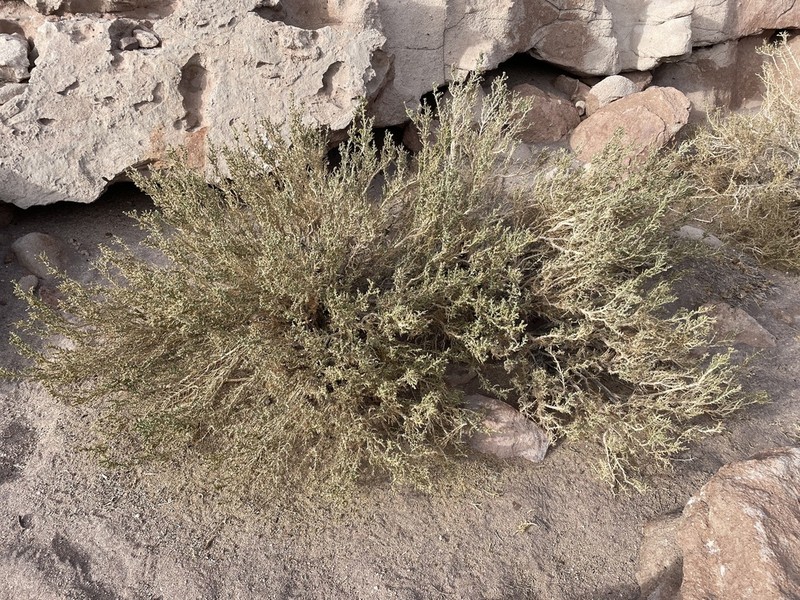 Aloysia deserticola photo 5