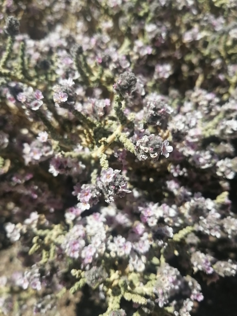 Aloysia deserticola photo 6