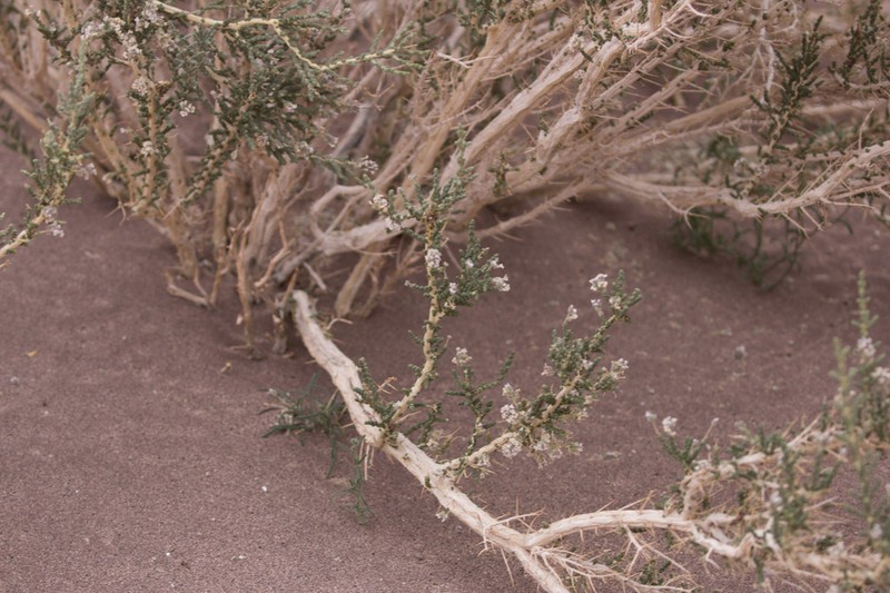 Aloysia deserticola photo 7