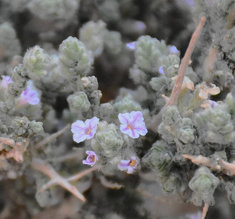 Aloysia deserticola photo 8