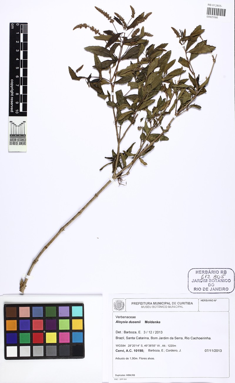 Aloysia dusenii