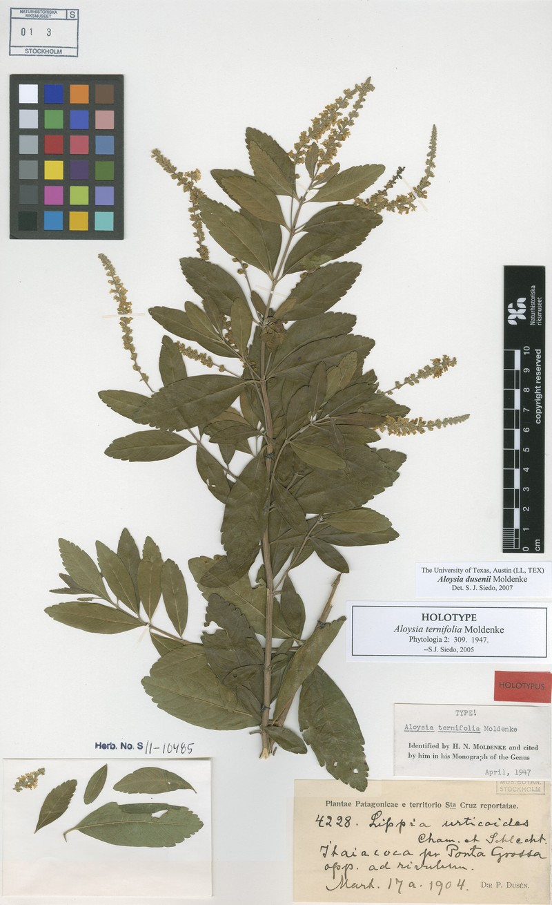Aloysia dusenii photo 2