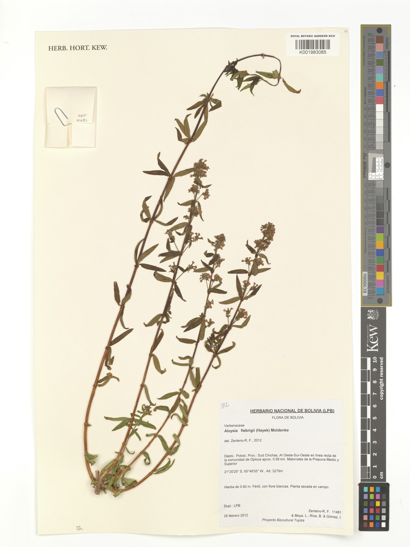 Aloysia fiebrigii