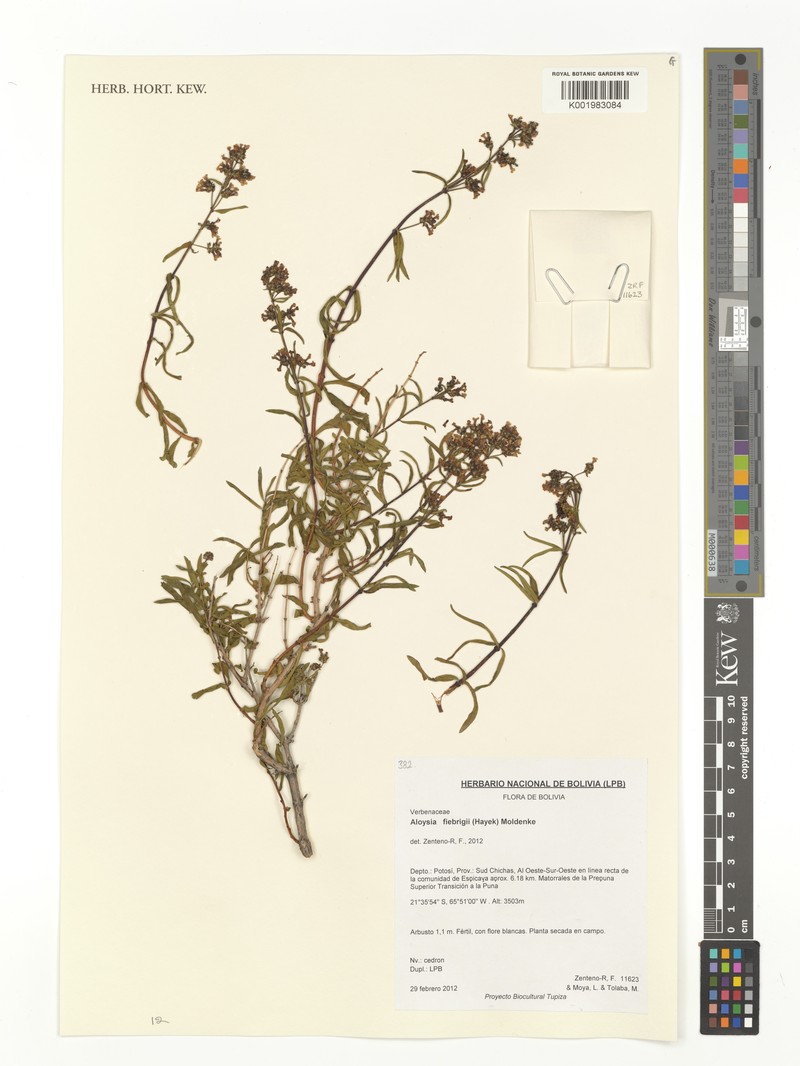 Aloysia fiebrigii photo 2