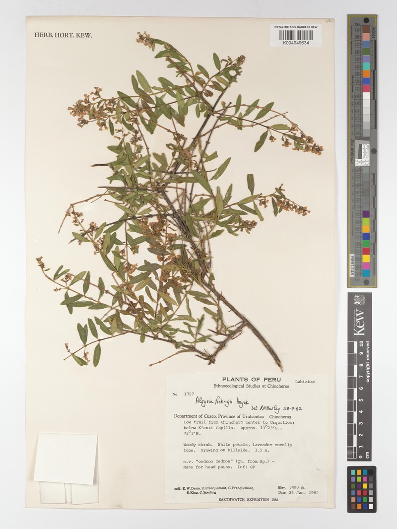 Aloysia fiebrigii photo 3