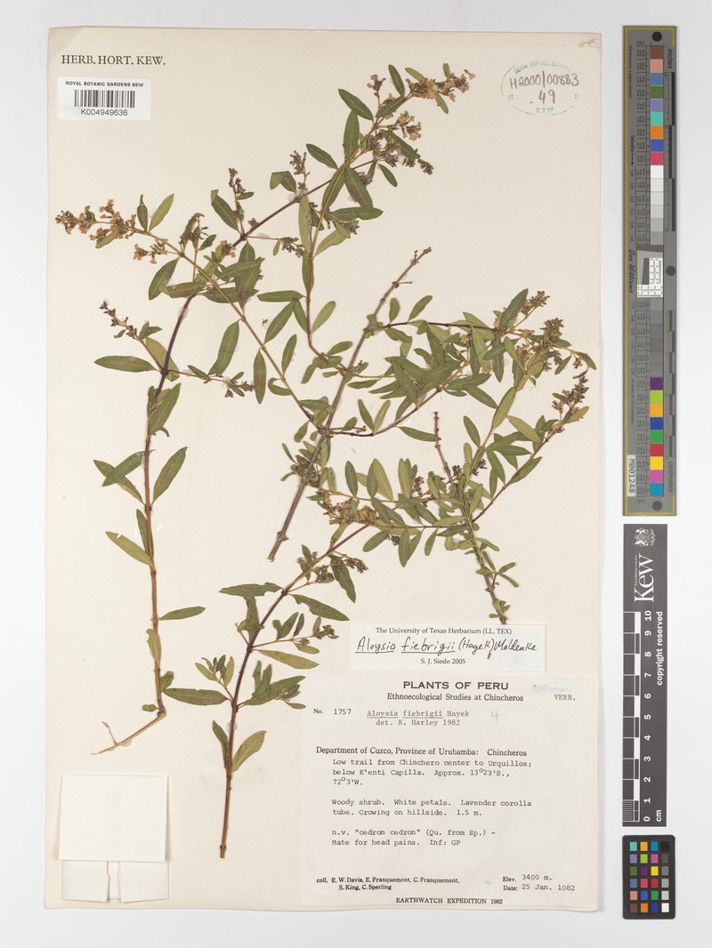 Aloysia fiebrigii photo 4