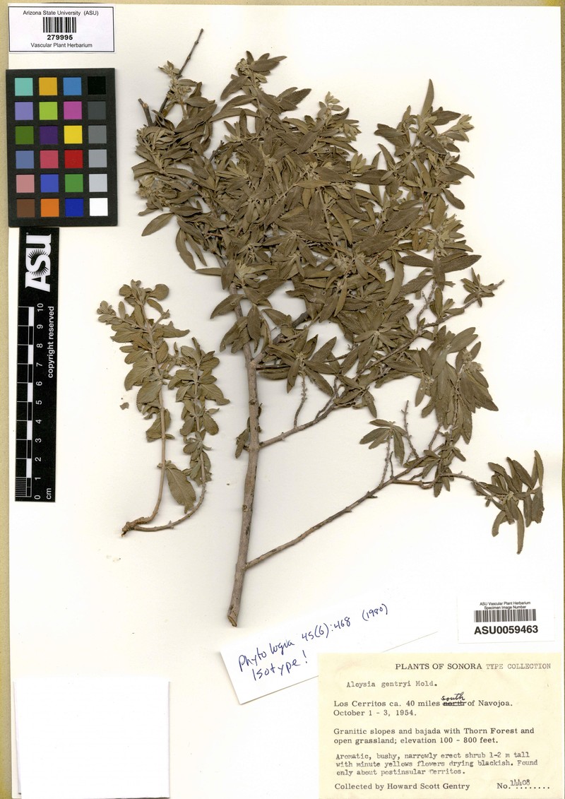 Aloysia gentryi
