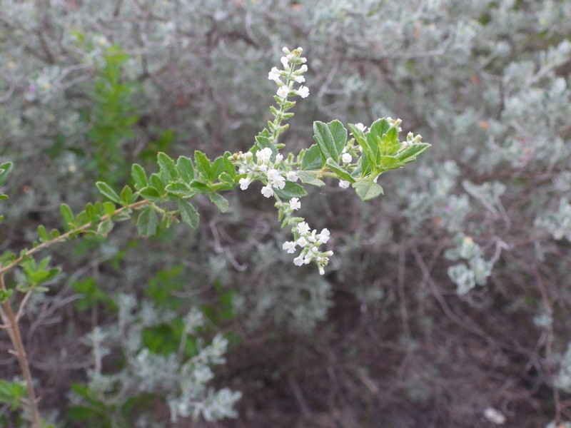 Whitebrush