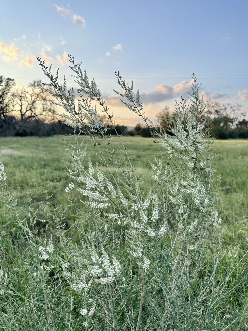 Whitebrush photo 2