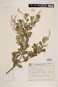 Aloysia hatschbachii