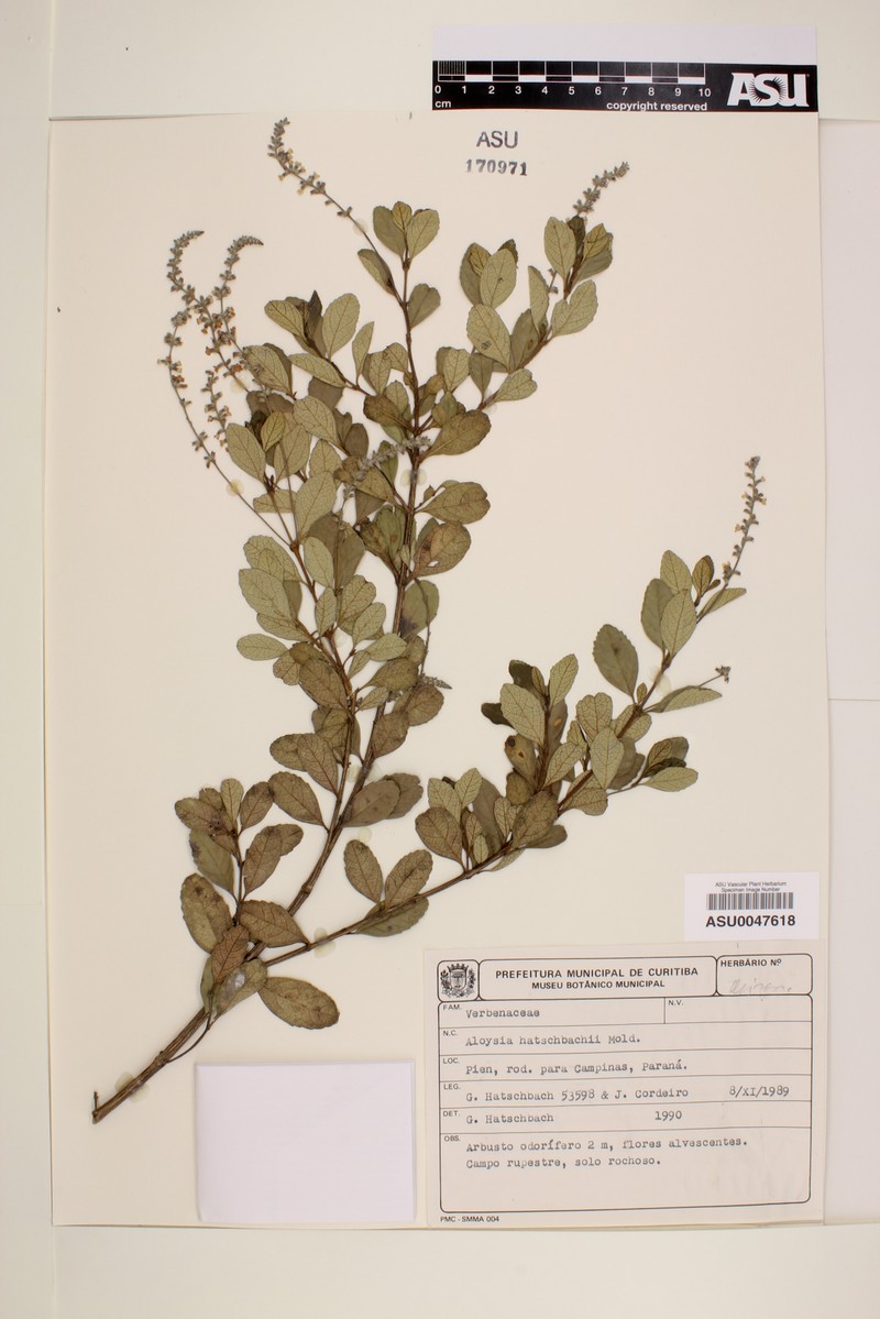 Aloysia hatschbachii