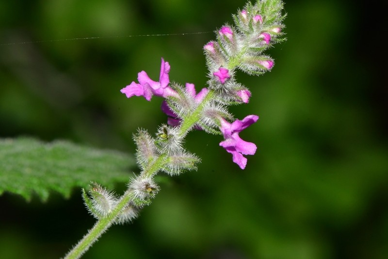 Rio Grande Beebrush