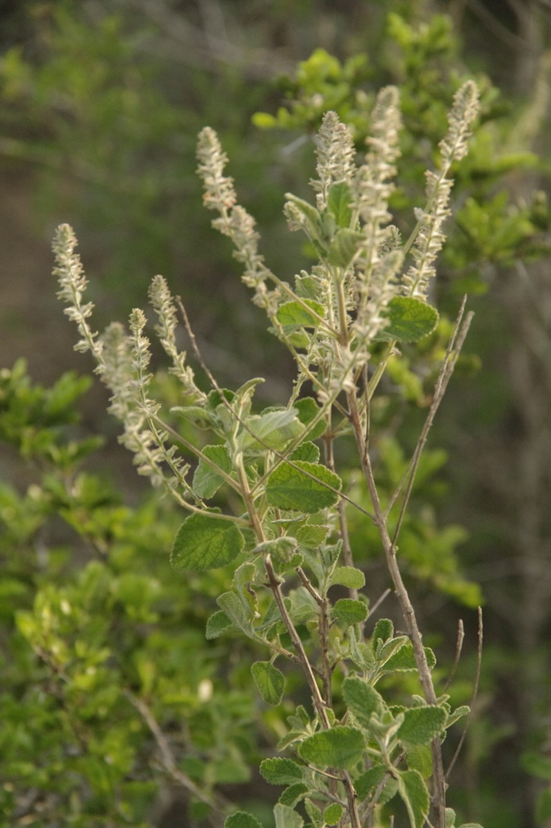 Rio Grande Beebrush photo 2