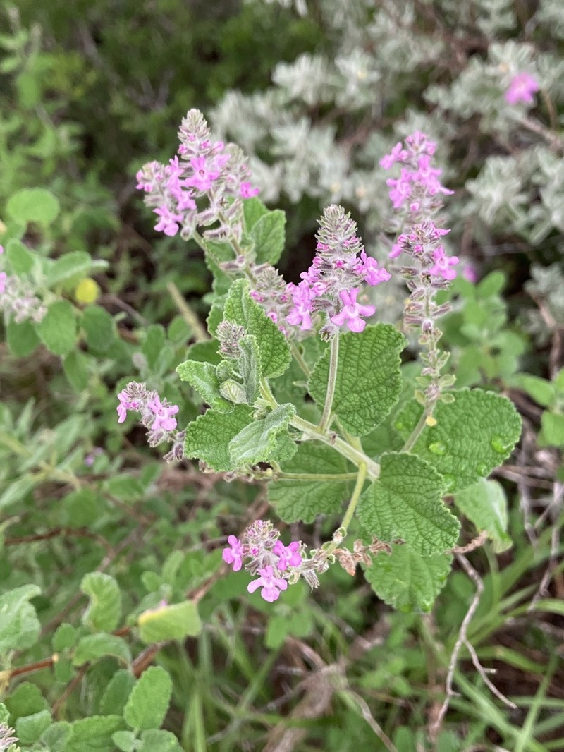 Rio Grande Beebrush photo 3