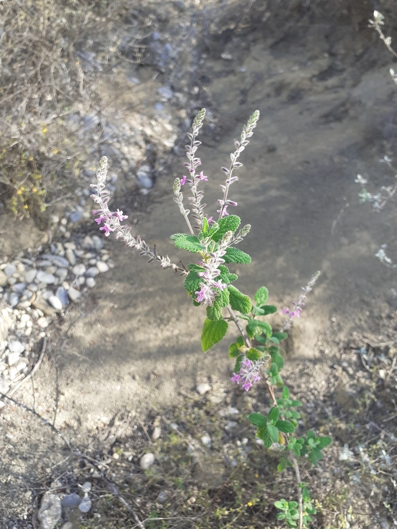 Rio Grande Beebrush photo 4