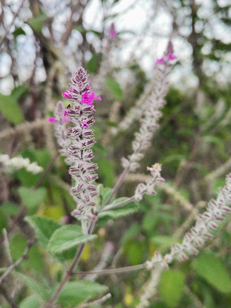 Rio Grande Beebrush photo 5
