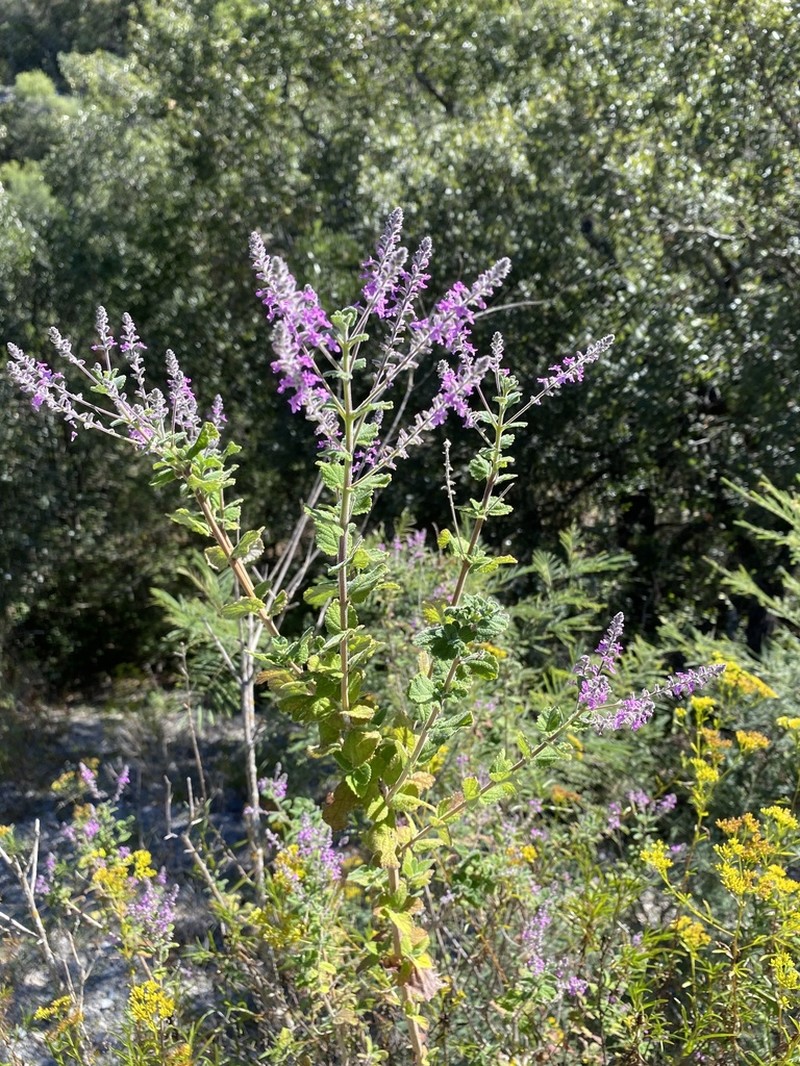 Rio Grande Beebrush photo 7