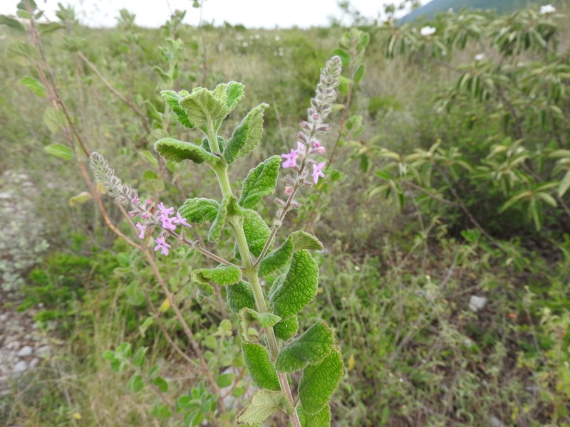 Rio Grande Beebrush photo 8