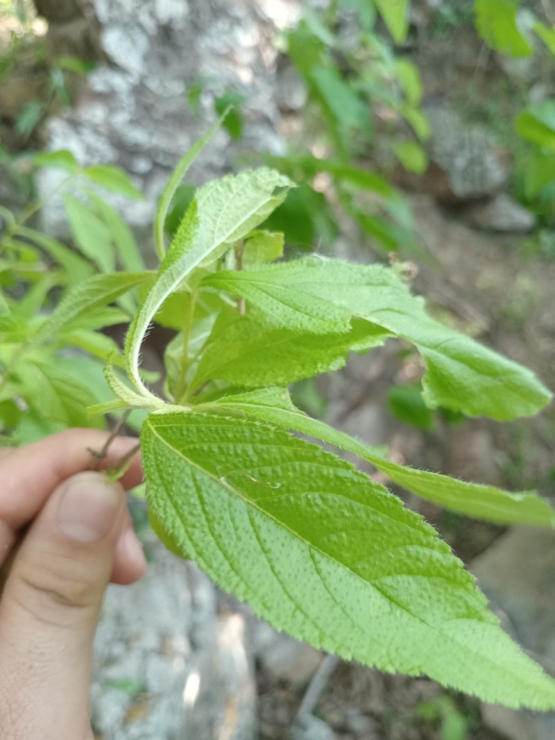 Aloysia nahuire photo 2