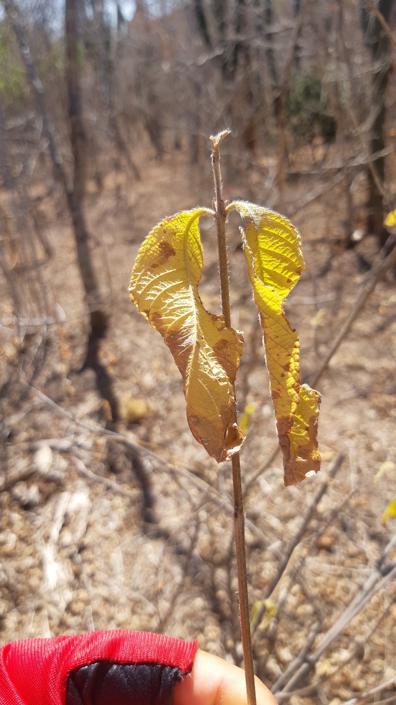 Aloysia nahuire photo 6