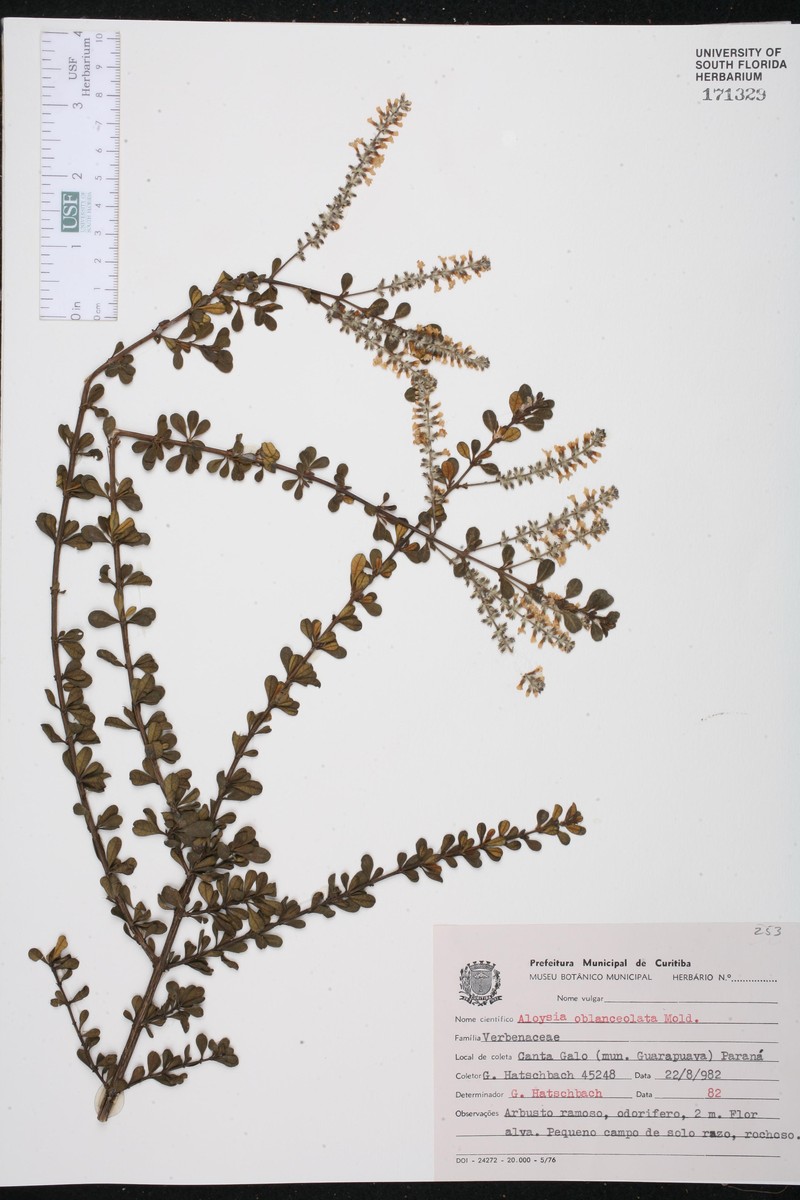 Aloysia oblanceolata