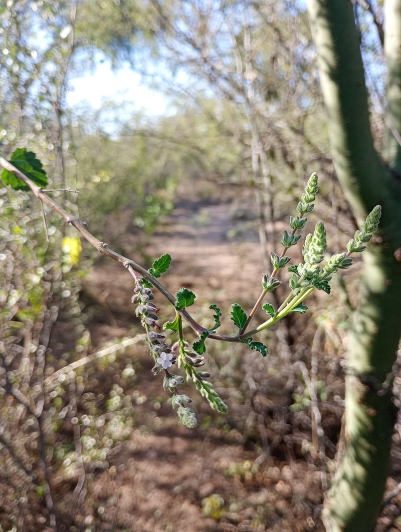 Aloysia ovatifolia