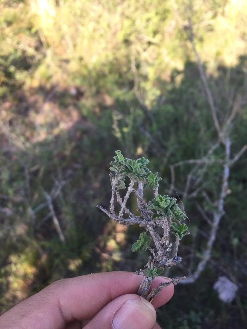 Aloysia ovatifolia photo 2
