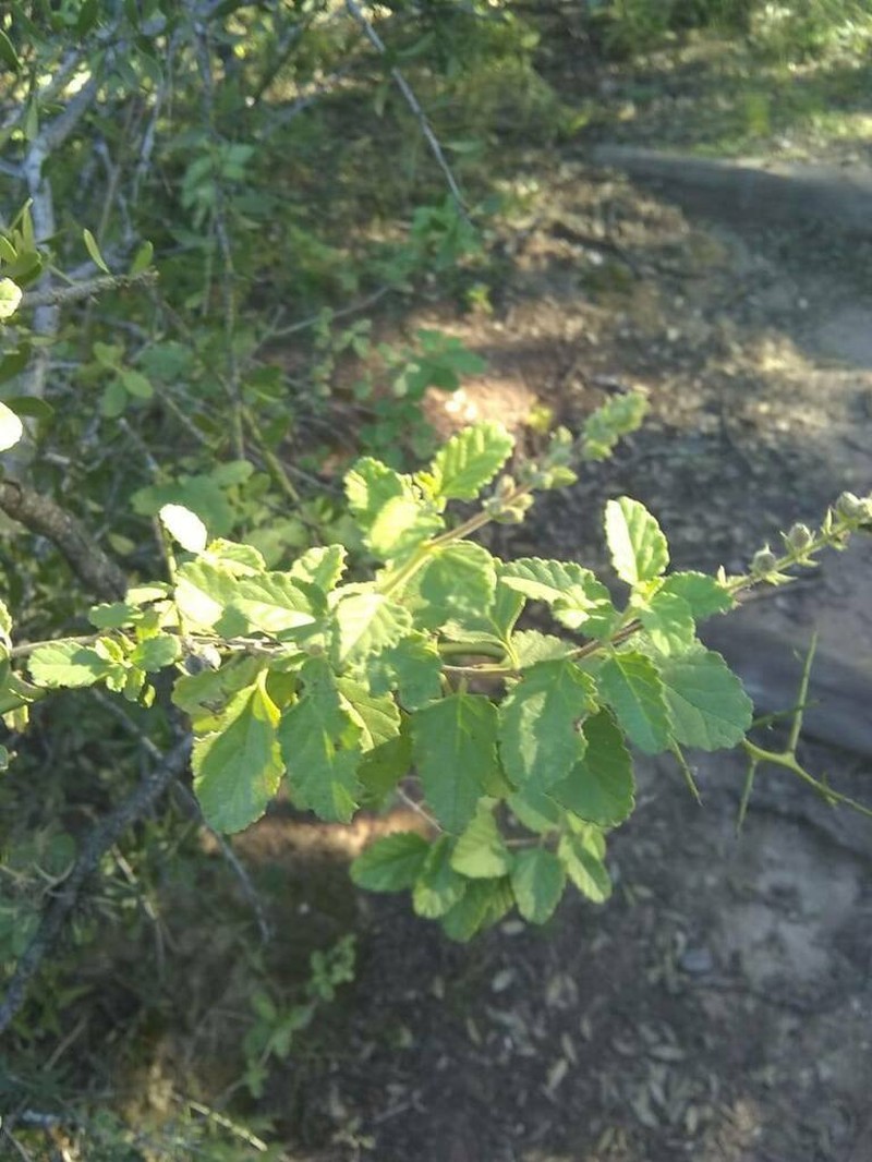 Aloysia ovatifolia photo 3
