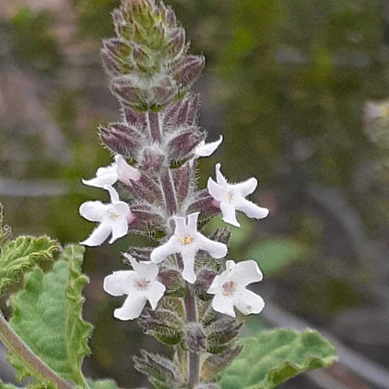 Aloysia ovatifolia photo 4