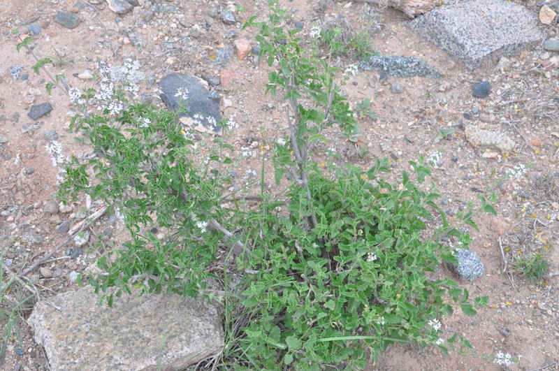 Aloysia ovatifolia photo 5