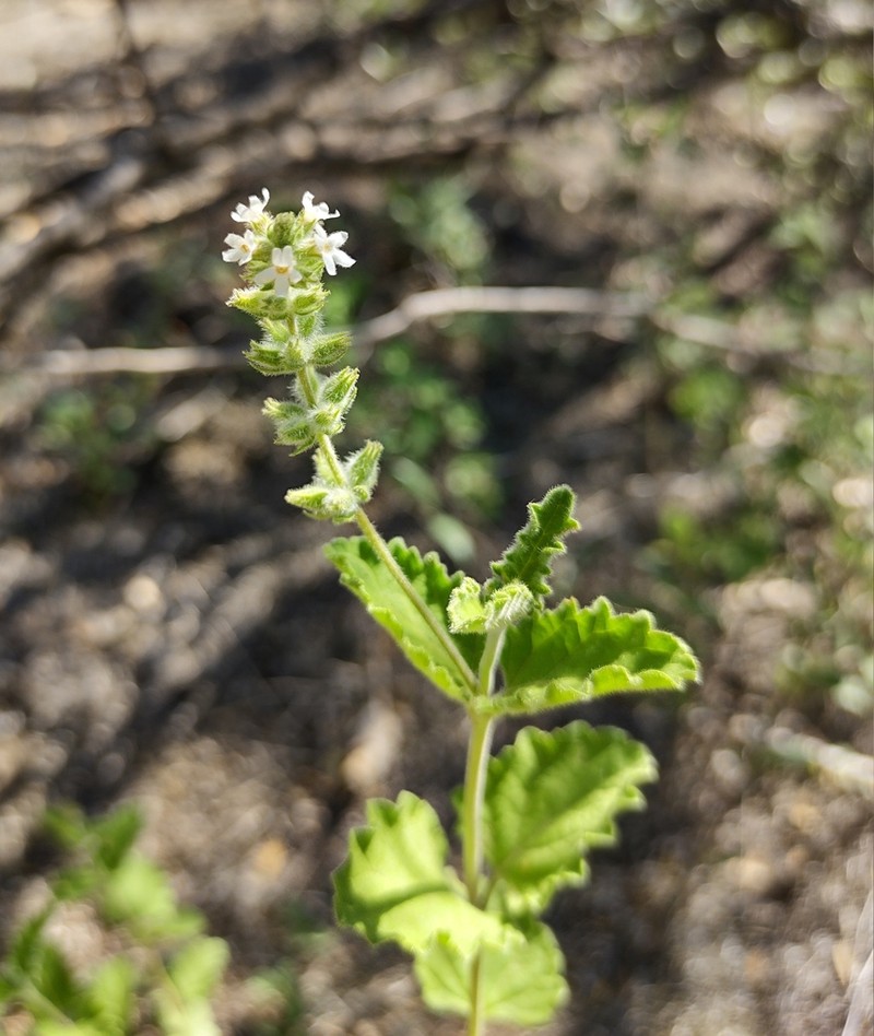 Aloysia ovatifolia photo 6