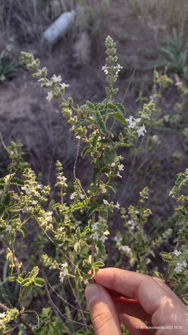 Aloysia ovatifolia photo 7