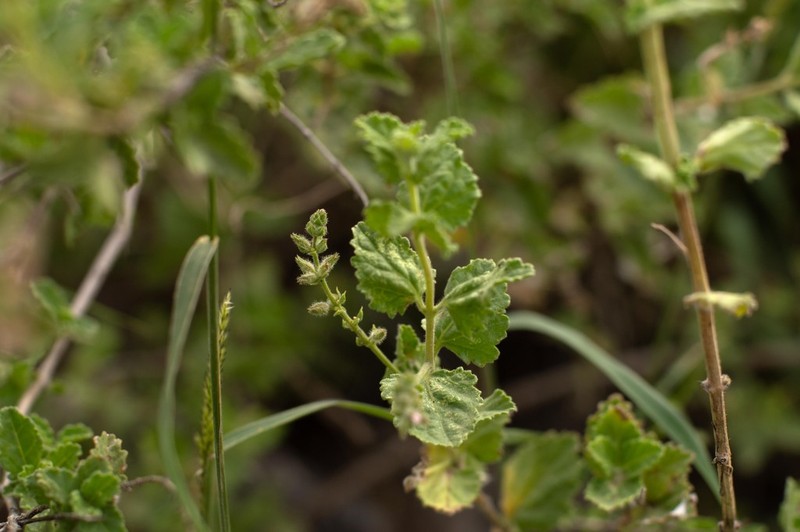 Aloysia ovatifolia photo 8