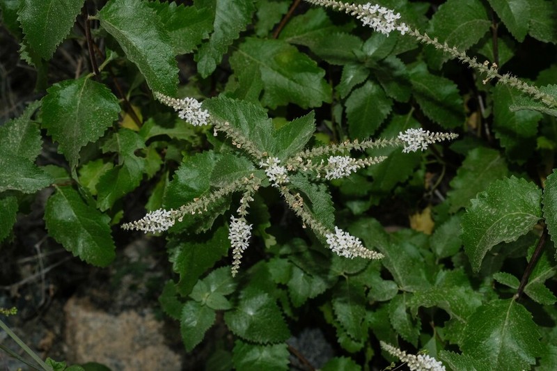 Aloysia peruviana