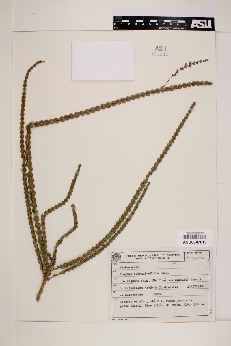 Aloysia polygalifolia