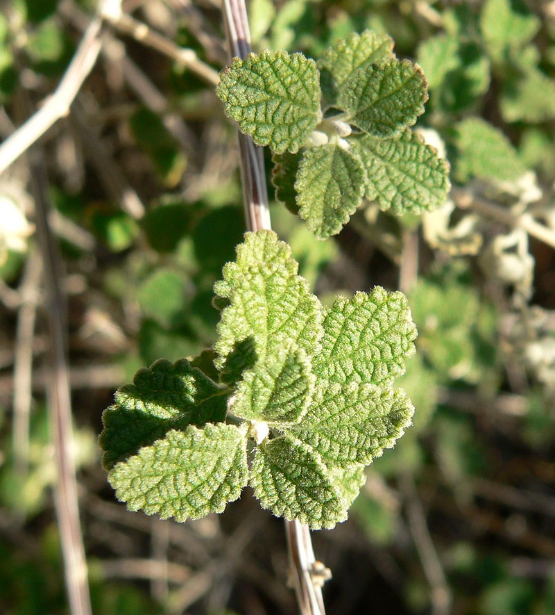 Aloysia polystachya