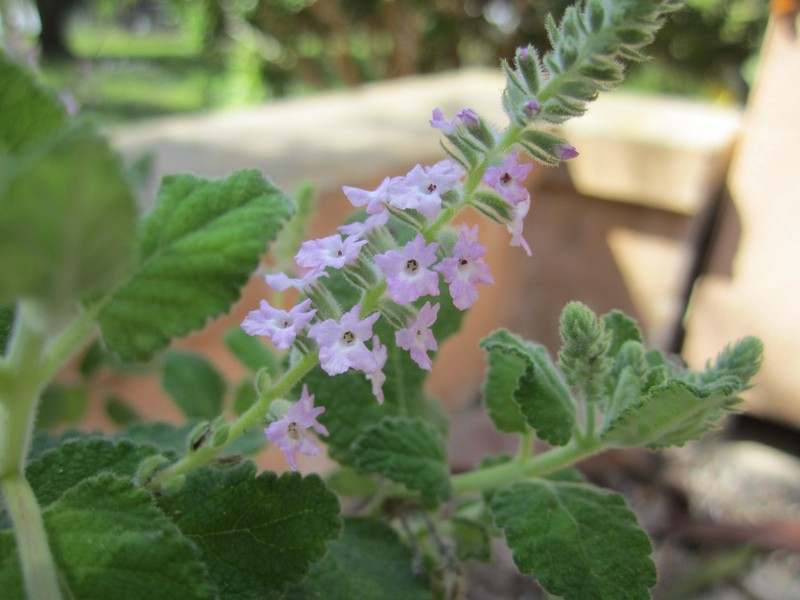 Aloysia polystachya photo 2