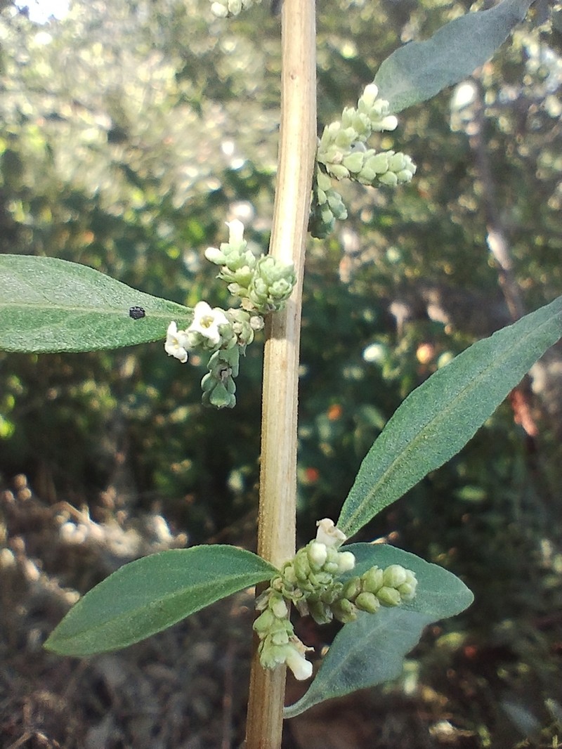 Aloysia polystachya photo 3