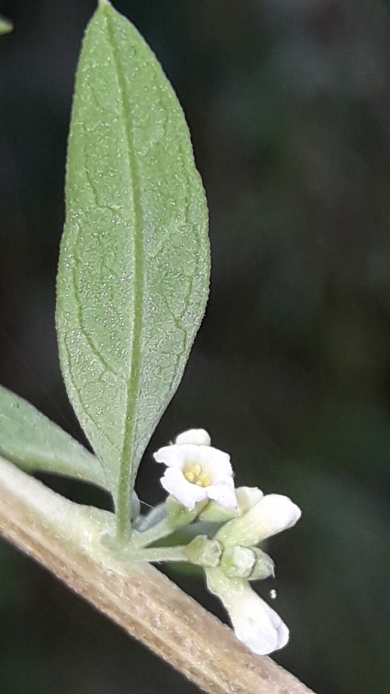 Aloysia polystachya photo 4