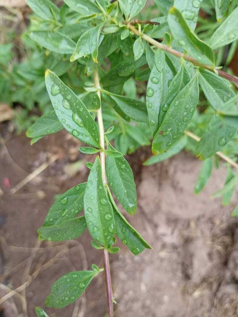 Aloysia polystachya photo 5