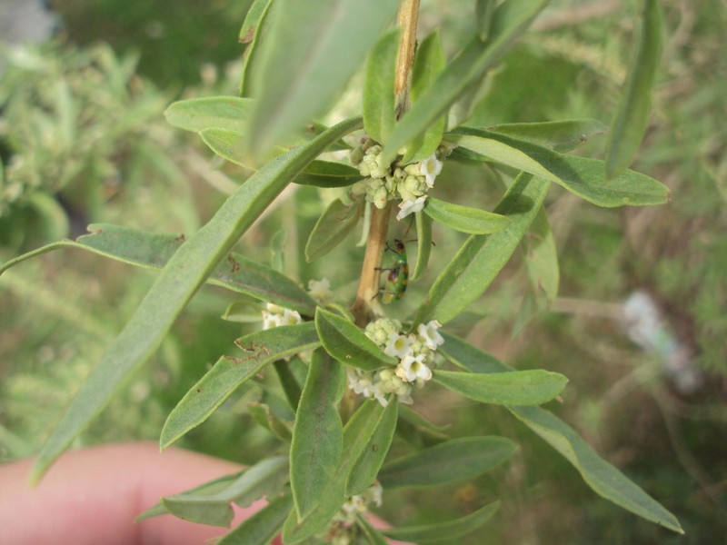 Aloysia polystachya photo 6