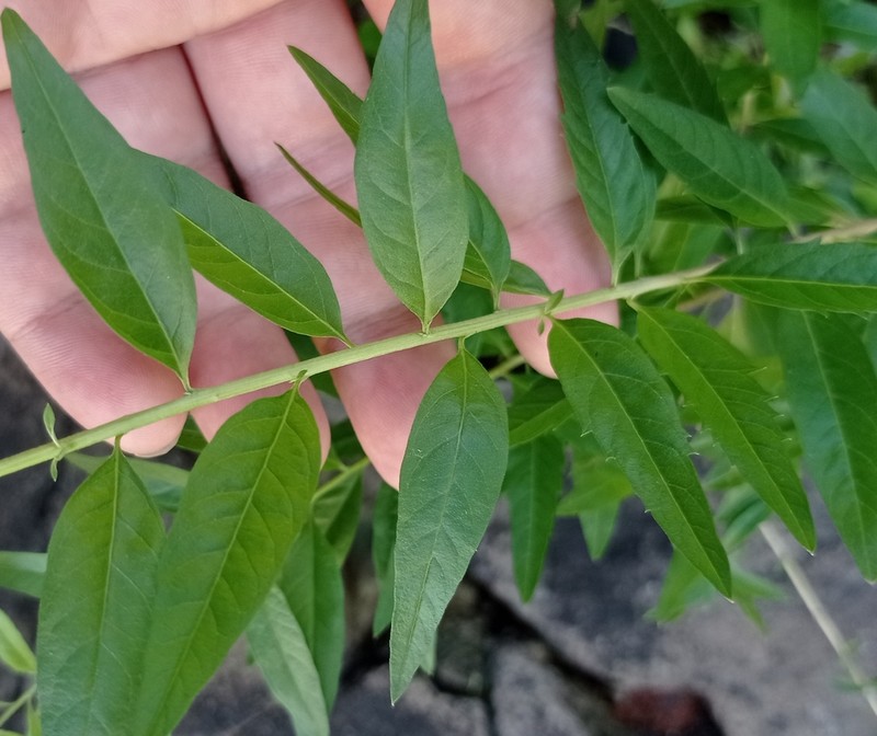 Aloysia polystachya photo 7