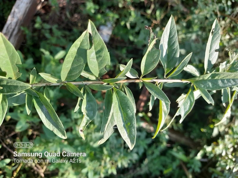 Aloysia polystachya photo 8