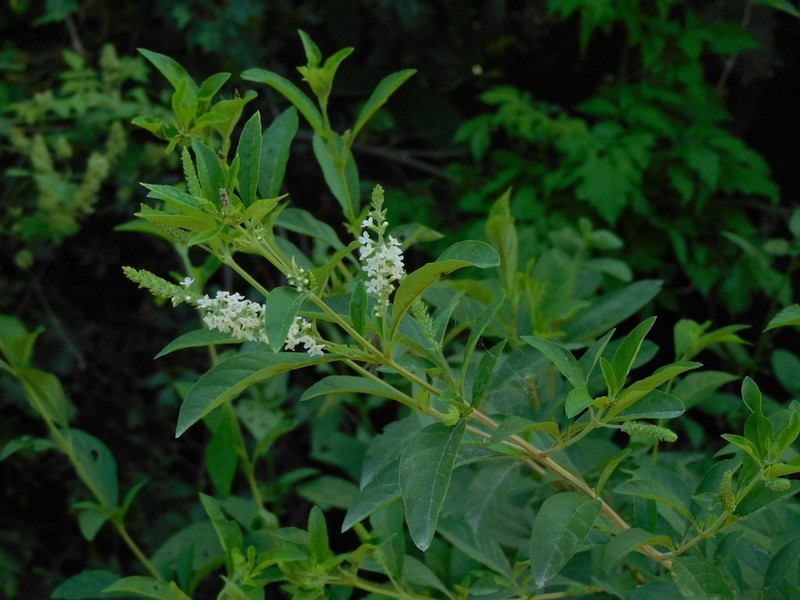 Aloysia pulchra
