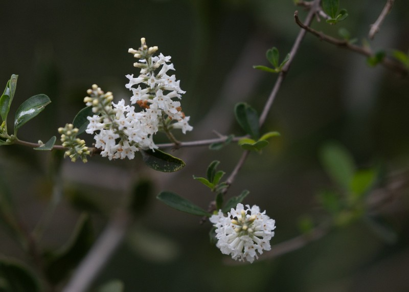 Aloysia pulchra photo 2